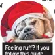  ??  ?? Feeling ruff? If you follow this guide you won’t be