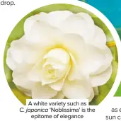  ??  ?? A white variety such as
C. japonica ‘Noblissima’ is the epitome of elegance