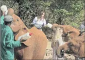  ?? BEN CURTIS — THE ASSOCIATED PRESS/POOL ?? Former first lady Melania Trump feeds a baby elephant milk with a bottle, at the David Sheldrick Wildlife Trust elephant orphanage in Nairobi, Kenya. Goat’s milk is being tested as an effective source of nourishmen­t for elephants in the country’s preserves.