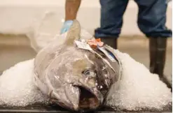  ??  ?? HONULULU: In this June 18, 2015 file photo, an ahi tuna sits packed in ice waiting to be auctioned at the United Fishing Agency. — AP