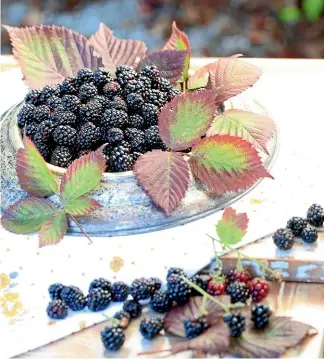  ?? PHOTOS: SALLY TAGG/STUFF ?? Ripe blackberri­es in a bowl.