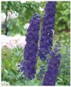  ??  ?? Delphinium­s add stately spires in blue, lilac or white.