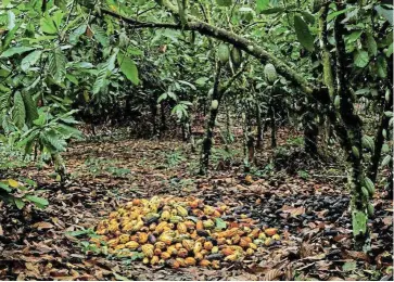  ?? /Reuters/File ?? Nuggets:
Cocoa pods harvested on a farm near the village of Kusa, in the Ashanti region of Ghana.