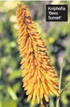  ??  ?? Kniphofia ‘Bees Sunset’