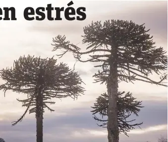  ?? |AGENCIAUNO ?? Las araucarias forman parte fundamenta­l del patrimonio biológico de Chile