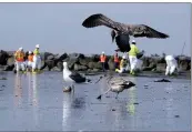  ?? RINGO H.W. CHIU — THE ASSOCIATED PRESS ?? Birds are seen as workers in protective suits clean a contaminat­ed beach in Newport Beach on Wednesday.