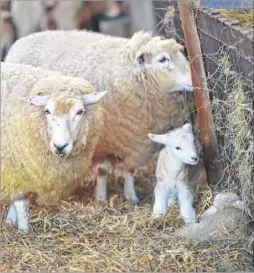  ??  ?? Ashford YFC are holding their annual lambing day on April 10