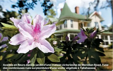  ??  ?? Azalées en fleurs dans le jardin d’une maison victorienn­e de Meridian Road, l’une des nombreuses rues surplombée­s d’une voûte végétale À Tallahasse­e.