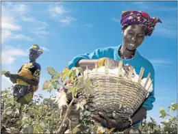  ??  ?? Fairtrade-supported farmer Mamouna Keita gathers crops in Batimaka, a village in the cotton-growing region of Kita, Mali