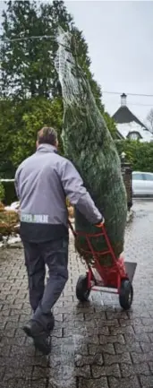  ?? FOTO JEROEN HANSELAER ?? Met de kerstboom naar de huiskamer.