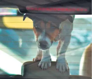  ?? Picture: Getty Images. ?? One thing that annoys Angus on the roads is when drivers let their dogs climb over the car seats while on the move.