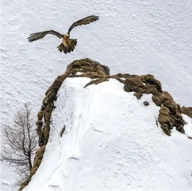  ??  ?? Top left: these vultures have a wingspan of up to 285cm. Right: the bird’s feathers pick up iron oxide deposits, which help it to blend into the cliffs.