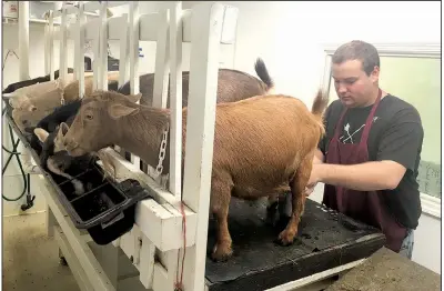  ?? Arkansas Democrat-Gazette/NATHAN OWENS ?? Farmhand Dylan Wilson, 21, milks a Nigerian Dwarf goat at White River Creamery in Elkins on Thursday.