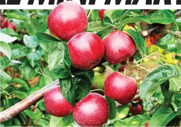  ??  ?? Crunch time: Use supercolum­n trees to grow perfect fruit like these Spartan apples