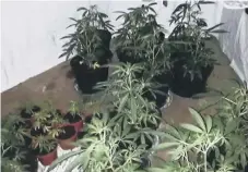  ??  ?? Inside the cannabis farm.