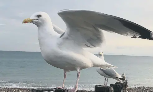  ?? ?? Adam Placzek snapped this close-up photo of seagulls on the beach just east of Worthing Pier