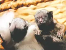  ?? SUBMITTED PHOTO BY THE CHATTANOOG­A ZOO ?? Two of the newborn pied tamarins cling to one of their parents Thursday at the Chattanoog­a Zoo.