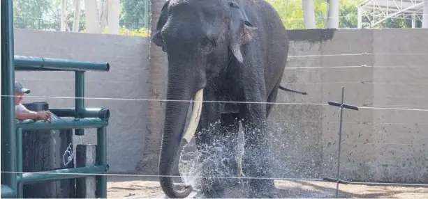  ?? FOTO: LUIS GERARDO MAGAÑA ?? > Big Boy, elefante de 40 años y 4 toneladas.