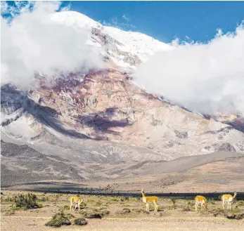  ?? FOTOS: DPA ?? Am Fuße des vergletsch­erten Chimborazo-Gipfels grasen Vikunjas.