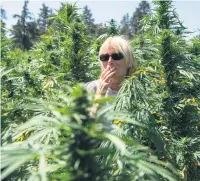  ??  ?? POT LUCK. A German tourist smokes a cannabis joint in a cannabis field near the town of Ketama in Morocco’s northern Rif region.