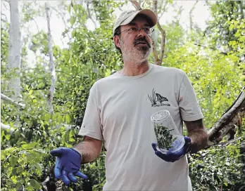  ?? LYNNE SLADKY THE ASSOCIATED PRESS ?? Jaret Daniels, of the Florida Museum of Natural History, holds a container containing a caterpilla­r of the endangered butterfly, Schaus’s swallowtai­l, in Key Largo, Fla.