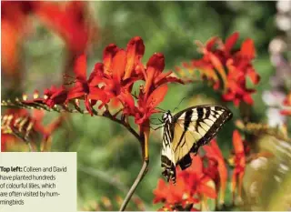  ??  ?? Top left: Colleen and David have planted hundreds of colourful lilies, which are often visited by hummingbir­ds