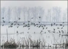  ??  ?? Migratory birds fly over the frozen water of a wetland.