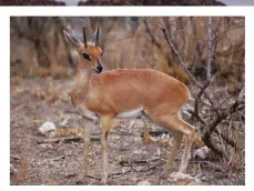  ??  ?? Only male steenbuck carry straight, needle-like horns. The average length is about 3¼" with the current record being 7½". This ram is not yet a trophy.