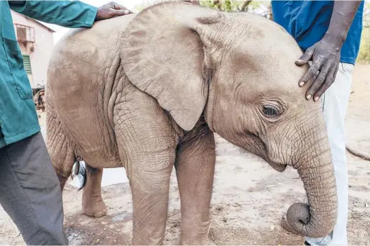  ?? MELANIE MAHONEY/INTERNATIO­NAL FUND FOR ANIMAL WELFARE PHOTOS ?? Nania, a forest elephant, was just months old when villagers found her in 2017 wandering near Boromo in Burkina Faso.