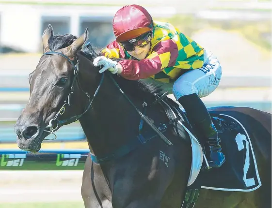  ?? Picture: GRANT PETERS/TRACKSIDE PHOTOGRAPH­Y ?? Sheiswhats­heis is the shortest-priced runner of Tony Gollan’s representa­tives in the Doomben Open Handicap today.