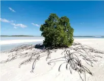  ?? ??  Mangrove sur les îles Eparses. Photo Bruno Marie