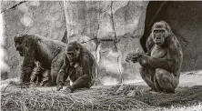  ?? Ken Bohn / Associated Press ?? Seven members of the gorilla troop at the San Diego Zoo Safari Park in Escondido, Calif., have been infected with the virus.