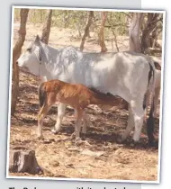  ?? ?? The Brahman cow with its adopted brumby foal.