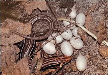  ?? J.D. WILLSON ?? Mothers of some skinks and other lizards care for their eggs before hatching and protect them from small predators.