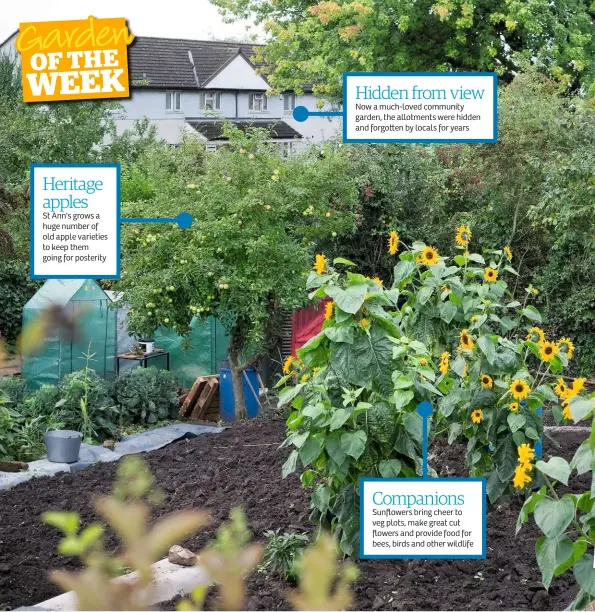  ??  ?? Heritage apples
St Ann's grows a huge number of old apple varieties to keep them going for posterity
Now a much-loved community garden, the allotments were hidden and forgo en by locals for years Companions
Sunflowers bring cheer to veg plots, make great cut flowers and provide food for bees, birds and other wildlife Hidden from view