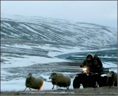  ??  ?? Two brothers take desperate measures to try to save their endangered sheep in the Icelandic black comedy Rams.