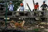  ?? ?? Participan­ts and their dogs taking part in a search and rescue program in Taguig, metro Manila.