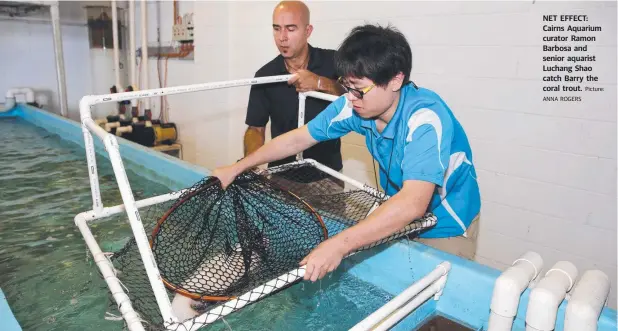  ?? ANNA ROGERS ?? NET EFFECT: Cairns Aquarium curator Ramon Barbosa and senior aquarist Luchang Shao catch Barry the coral trout. Picture: