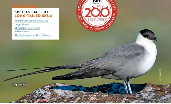  ??  ?? Long-tailed Skua