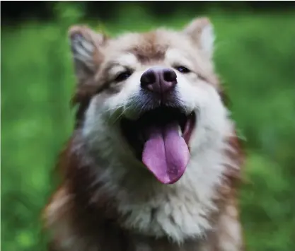  ?? FOTO: AMANDA ENGLUND ?? ÖMSESIDIG NYTTA. Människa och hund har likadan arvsmassa till cirka 95 procent och många av de sjukdomar som uppstår spontant är likadana.