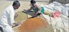  ?? AFP FILE PHOTO ?? Madhya Pradesh has announced a special incentive of ₹100 every quintal for chana, masoor and mustard in the 2018 rabi marketing season.