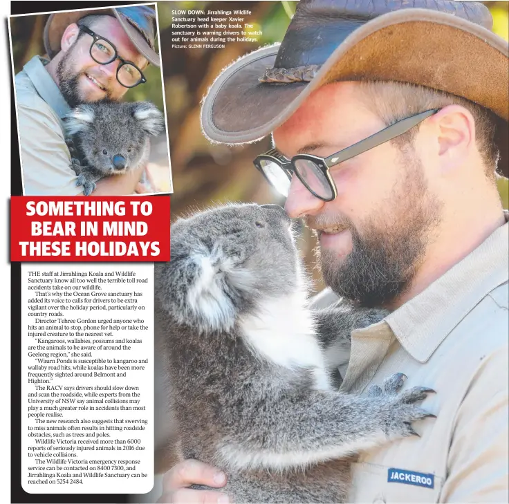  ?? Picture: GLENN FERGUSON ?? SLOW DOWN: Jirrahling­a Wildlife Sanctuary head keeper Xavier Robertson with a baby koala. The sanctuary is warning drivers to watch out for animals during the holidays.