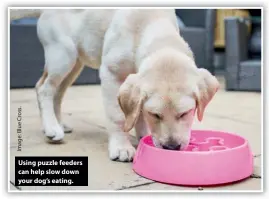  ??  ?? Using puzzle feeders can help slow down your dog’s eating.