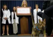  ?? AP PHOTO /MIKE GROLL ?? A cat named Rubio walks in front of the podium during a news conference on Tuesday in Albany. New York would be the first state to ban the declawing under a legislativ­e proposal that has divided veterinari­ans.