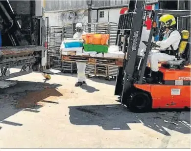  ??  ?? Una imagen de la retirada del pescado y marisco de una nave abandonada en el Polígono Industrial Bertola.