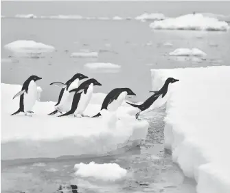  ??  ?? When an ice shelf collapsed in the Ross Sea in the Antarctic, it had devastatin­g effects on Adelie penguins.