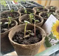  ?? (AP PHOTO/JULIE RUBIN) ?? Sunflower seedlings are shown growing in pots on April 21, 2022, in New York.