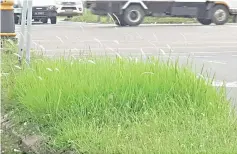  ??  ?? Long grass at the side of a road in Sandakan has become an issue to the local community.