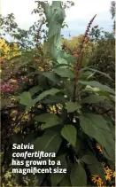  ?? Salvia confertifl­ora ?? has grown to a magnificen­t size