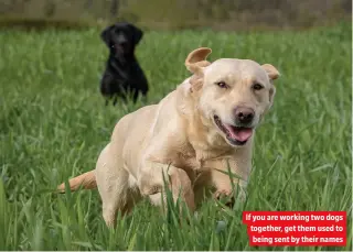  ?? ?? If you are working two dogs together, get them used to being sent by their names